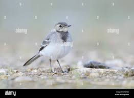 Attēlu rezultāti vaicājumam “Motacilla alba juvenile”