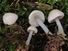 Attēlu rezultāti vaicājumam “Mycena belliarum”