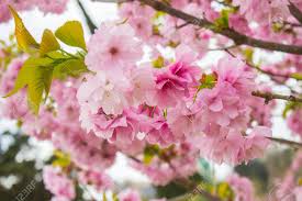 Attēlu rezultāti vaicājumam “Cerasus”