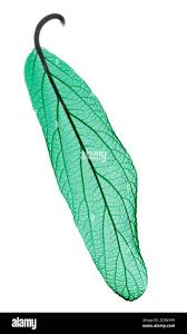 Attēlu rezultāti vaicājumam “Viburnum opulus leaf”