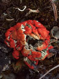 Attēlu rezultāti vaicājumam “Cladonia deformis”