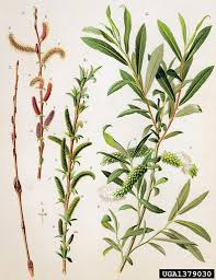 Attēlu rezultāti vaicājumam “Salix purpurea”