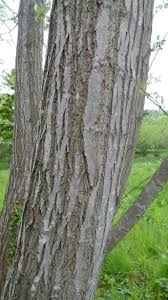 Attēlu rezultāti vaicājumam “Salix alba var. alba”