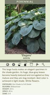 Image result for Hosta sieboldiana 'Elegans'