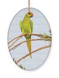 Image result for Psittacula krameri