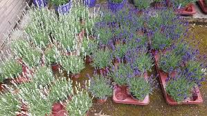 Attēlu rezultāti vaicājumam “Lavandula angustifolia”