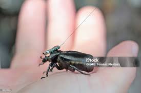 Attēlu rezultāti vaicājumam “Osmoderma barnabita imago”