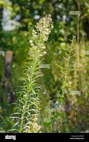 Attēlu rezultāti vaicājumam “Erigeron canadensis”