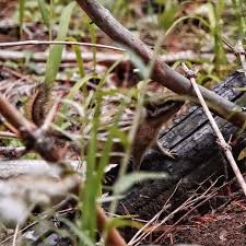 Attēlu rezultāti vaicājumam “Arcyria affinis young”