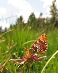 Attēlu rezultāti vaicājumam “Boloria aquilonaris underside”