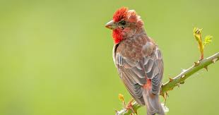 Attēlu rezultāti vaicājumam “Carpodacus erythrinus adult”