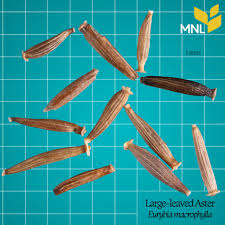 Attēlu rezultāti vaicājumam “Enteridium liceoides macro”