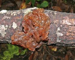 Attēlu rezultāti vaicājumam “Myxarium nucleatum”