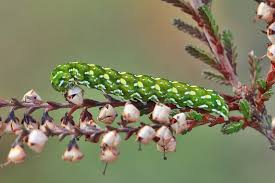 Attēlu rezultāti vaicājumam “Anarta myrtilli”