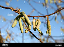 Attēlu rezultāti vaicājumam “Corylus avellana”