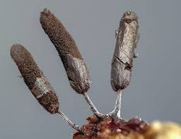 Attēlu rezultāti vaicājumam “Stemonitopsis aequalis var. microspora spores”