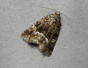 Attēlu rezultāti vaicājumam “Protodeltote pygarga”