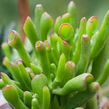 Image result for Crassula hobbit
