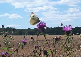 Image result for EXETER RAMBLING CLUB