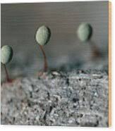 Attēlu rezultāti vaicājumam “Physarum penetrale”