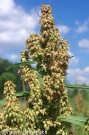 Attēlu rezultāti vaicājumam “Rumex hydrolapathum fruit”