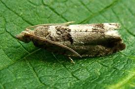 Attēlu rezultāti vaicājumam “Epinotia ramella”