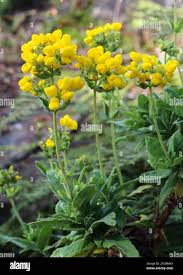 Image result for Calceolaria integrifolia