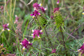 Attēlu rezultāti vaicājumam “Melampyrum cristatum”
