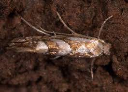 Attēlu rezultāti vaicājumam “Phyllonorycter apparella”