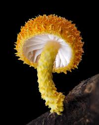 Attēlu rezultāti vaicājumam “Hemitrichia decipiens stalked”