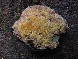 Attēlu rezultāti vaicājumam “Sporophagomyces chrysostomus”