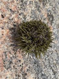 Image result for Strongylocentrotus droebachiensis