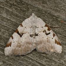 Attēlu rezultāti vaicājumam “Macaria wauaria”