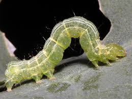 Attēlu rezultāti vaicājumam “Trichia longipalpis”