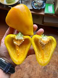 Afbeeldingsresultaat voor baby yellow sweet pepper