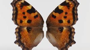 Attēlu rezultāti vaicājumam “Aglais urticae”