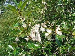 Attēlu rezultāti vaicājumam “Salix pentandra fruit”