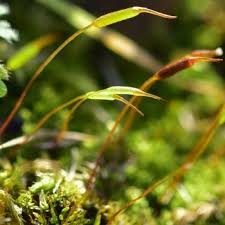 Attēlu rezultāti vaicājumam “Pottiales”