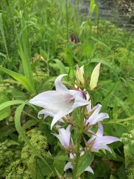 Attēlu rezultāti vaicājumam “Campanula latifolia leaf”