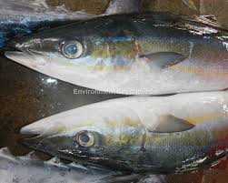 Image result for Elagatis bipinnulata