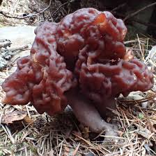 Attēlu rezultāti vaicājumam “Gyromitra esculenta”