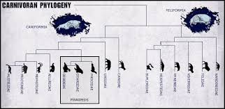 Attēlu rezultāti vaicājumam “Carnivora”