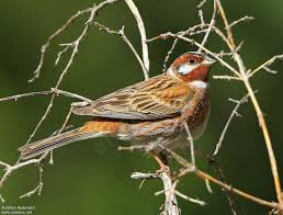 Image result for Emberiza leucocephalos