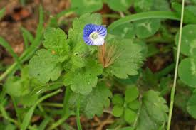 Attēlu rezultāti vaicājumam “Veronica persica leaf”