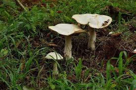 Image result for macrocybe titans