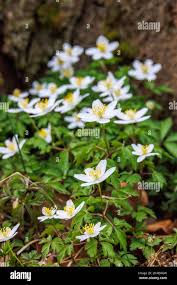 Attēlu rezultāti vaicājumam “Anemone nemorosa bud”