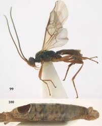 Attēlu rezultāti vaicājumam “Abraxas sylvata imago”