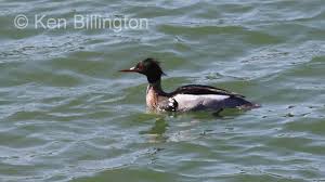 Attēlu rezultāti vaicājumam “Mergus serrator”