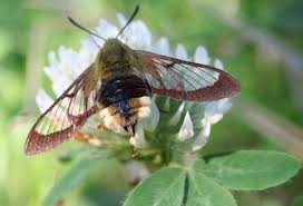 Attēlu rezultāti vaicājumam “Hemaris fuciformis”