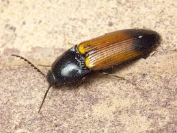 Attēlu rezultāti vaicājumam “Ampedus balteatus”